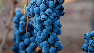 Atractivo visual de la Ruta del Vino en Ensenada